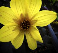 Bloom